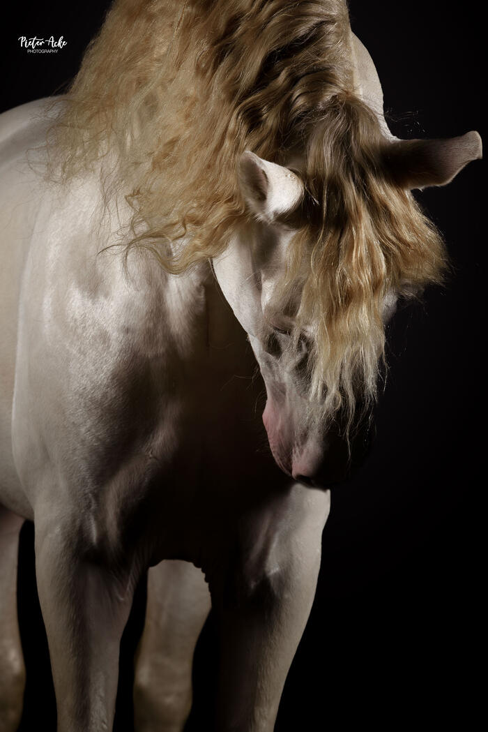 Barok paard, intelligent, temperamentvol, maar goed in balans en leergierig