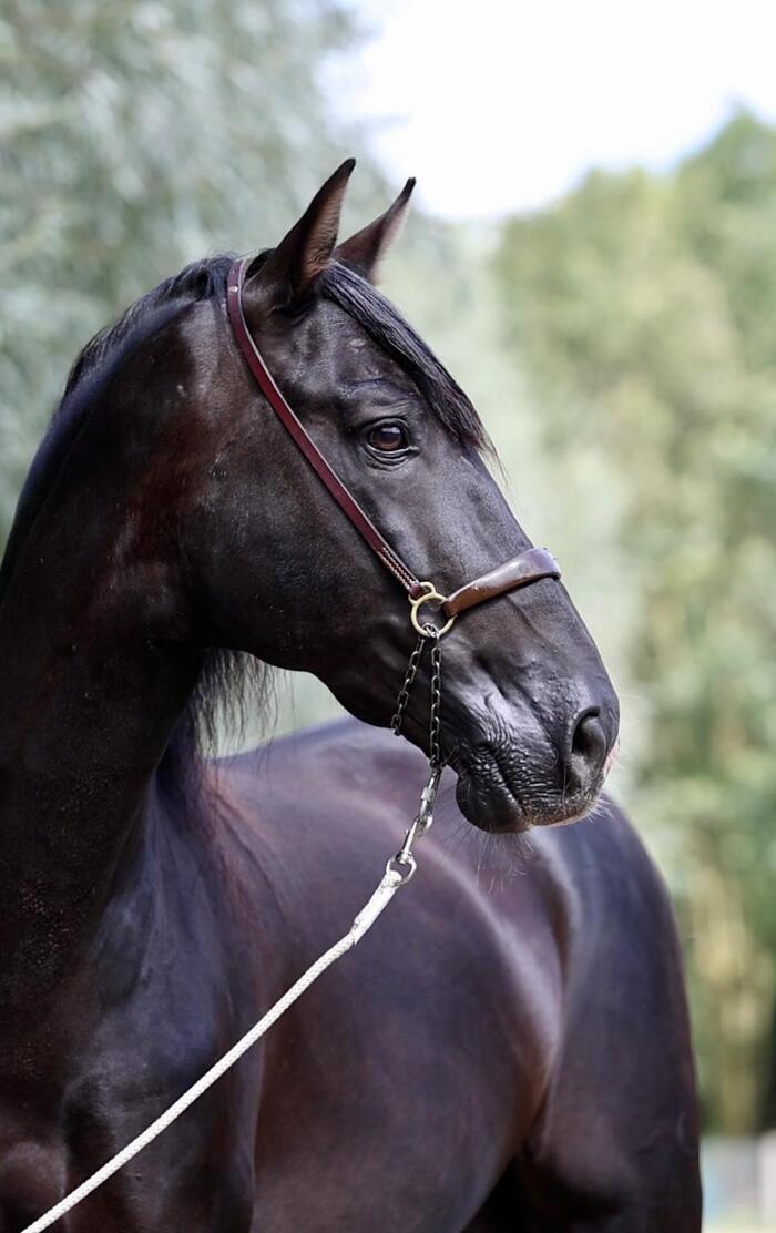 Onze prachtige zwarte parel