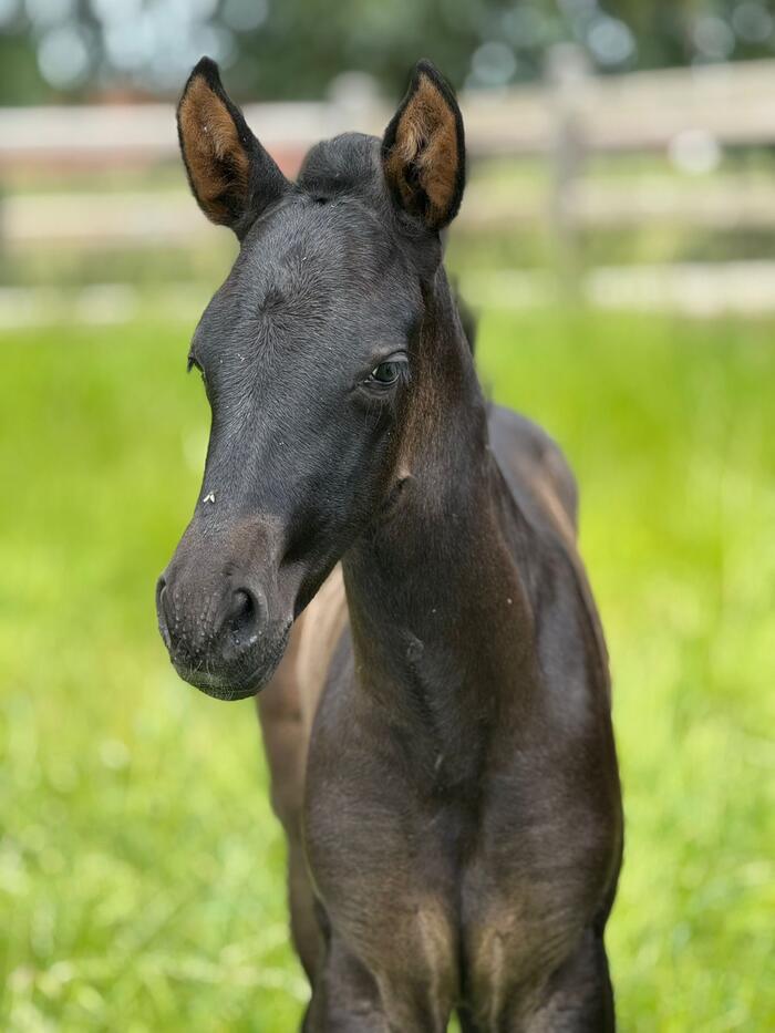 Nardo VM (Esperanza Benny & Espabilado De Centurion)