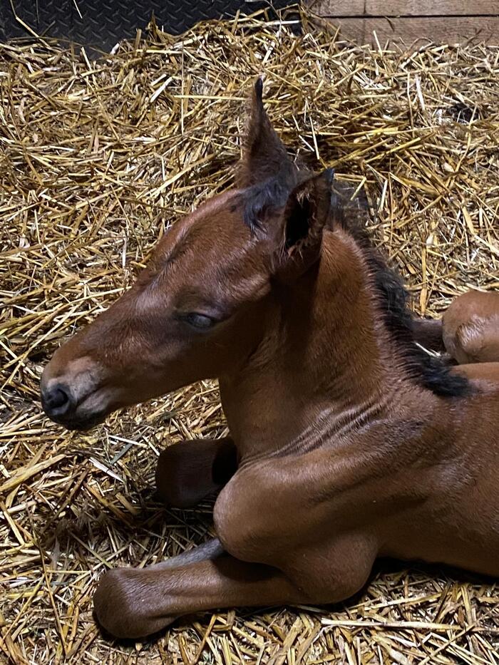 Veulen van Espabilado De Centurion